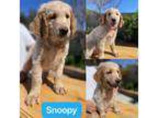 Goldendoodle Puppy for sale in Riverside, CA, USA