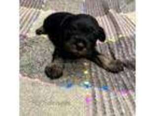 Mutt Puppy for sale in Crestview, FL, USA