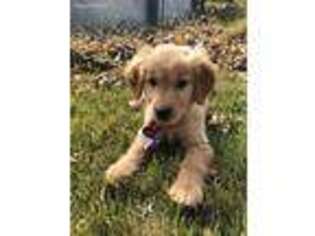 Golden Retriever Puppy for sale in Tina, MO, USA