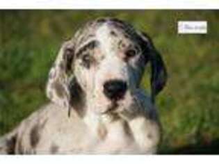 Great Dane Puppy for sale in Springfield, MO, USA