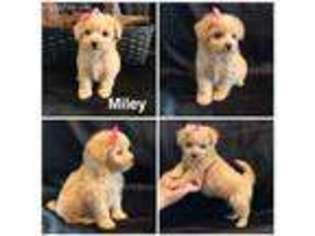 Mutt Puppy for sale in Lancaster, KY, USA