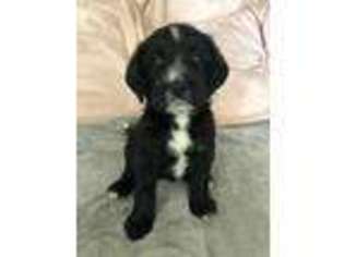 Labradoodle Puppy for sale in Hamptonville, NC, USA