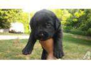 Mastiff Puppy for sale in MOSCOW, OH, USA