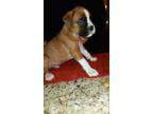 Boxer Puppy for sale in FREDERICKSBURG, VA, USA