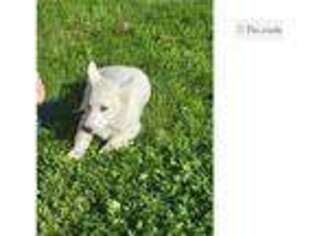 Siberian Husky Puppy for sale in Saint Louis, MO, USA