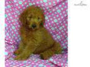 Medium Photo #1 Goldendoodle Puppy For Sale in Baltimore, MD, USA