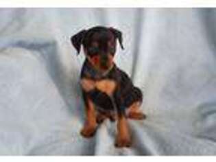 Miniature Pinscher Puppy for sale in GREENEVILLE, TN, USA