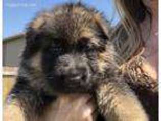 German Shepherd Dog Puppy for sale in Rhome, TX, USA