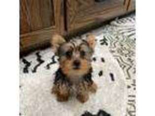 Yorkshire Terrier Puppy for sale in Argyle, TX, USA