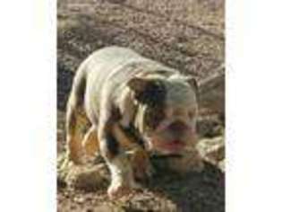Bulldog Puppy for sale in Tucson, AZ, USA
