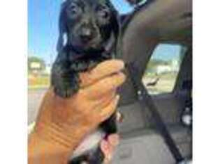 Dachshund Puppy for sale in Newberry, SC, USA