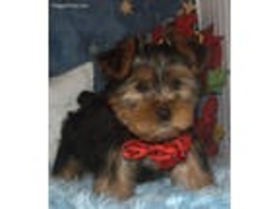 Yorkshire Terrier Puppy for sale in Willow Springs, MO, USA