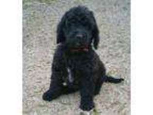 Goldendoodle Puppy for sale in Frankston, TX, USA