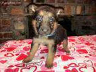 German Shepherd Dog Puppy for sale in Lebanon, TN, USA