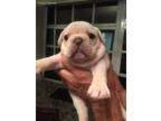 French Bulldog Puppy for sale in Auburndale, FL, USA