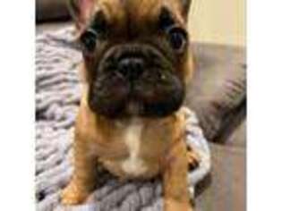 French Bulldog Puppy for sale in Portsmouth, NH, USA