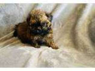 Shih-Poo Puppy for sale in Joshua Tree, CA, USA