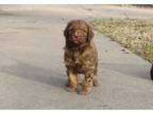 Goldendoodle Puppy for sale in Broken Arrow, OK, USA