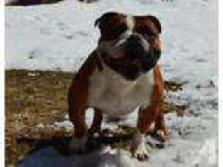 Bulldog Puppy for sale in DANVILLE, NH, USA