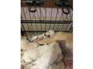 Labrador Retriever Puppy for sale in Salem, WI, USA