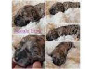 Labradoodle Puppy for sale in Montrose, MI, USA