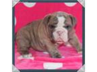 Bulldog Puppy for sale in Vernon, TX, USA