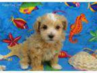 Mutt Puppy for sale in Hulbert, OK, USA