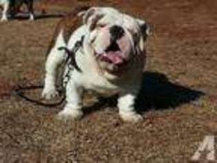 Bulldog Puppy for sale in PARKTON, NC, USA