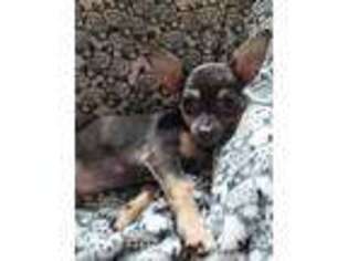Chihuahua Puppy for sale in Millbury, MA, USA