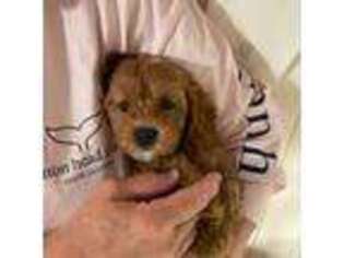 Cavapoo Puppy for sale in Maryville, TN, USA