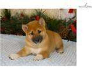 Shiba Inu Puppy for sale in Fayetteville, AR, USA