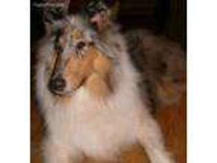 Medium Photo #1 Collie Puppy For Sale in Unknown, USA