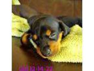 Dachshund Puppy for sale in Clermont, FL, USA