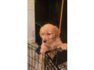 Golden Retriever Puppy for sale in Polk City, FL, USA