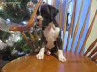 Boxer Puppy for sale in Linesville, PA, USA