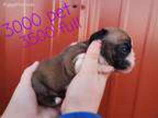 Bulldog Puppy for sale in Creighton, MO, USA