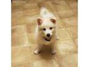 American Eskimo Dog Puppy for sale in Chatham, NY, USA