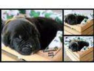 Newfoundland Puppy for sale in Wabash, IN, USA