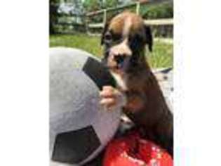 Boxer Puppy for sale in Saint Peters, MO, USA