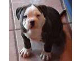 American Bulldog Puppy for sale in Martin, GA, USA