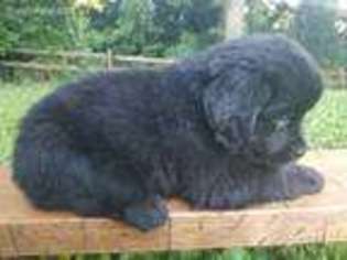 Newfoundland Puppy for sale in Schaefferstown, PA, USA