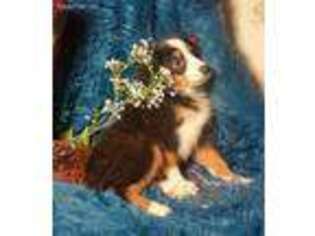 Miniature Australian Shepherd Puppy for sale in Alba, TX, USA