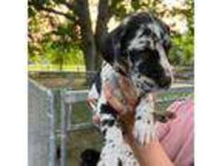 Great Dane Puppy for sale in Temperance, MI, USA