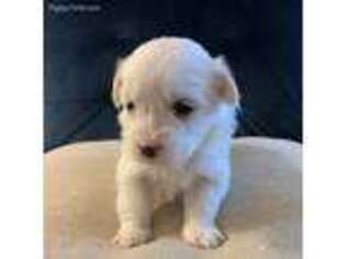 Havanese Puppy for sale in Bernville, PA, USA