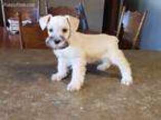 Mutt Puppy for sale in Cabot, AR, USA