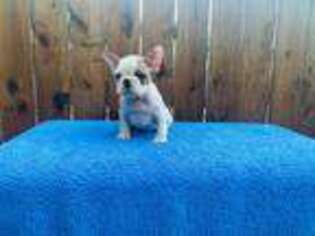 French Bulldog Puppy for sale in Snohomish, WA, USA