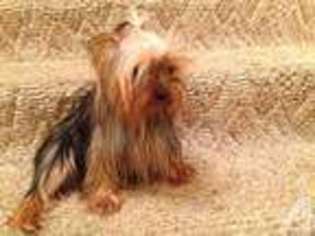 Yorkshire Terrier Puppy for sale in JOELTON, TN, USA