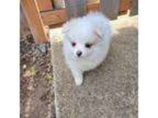 Pomeranian Puppy for sale in Silverton, OR, USA