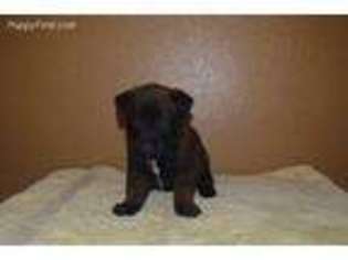 Belgian Malinois Puppy for sale in Pflugerville, TX, USA