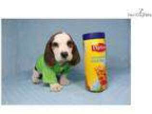 Basset Hound Puppy for sale in Los Angeles, CA, USA